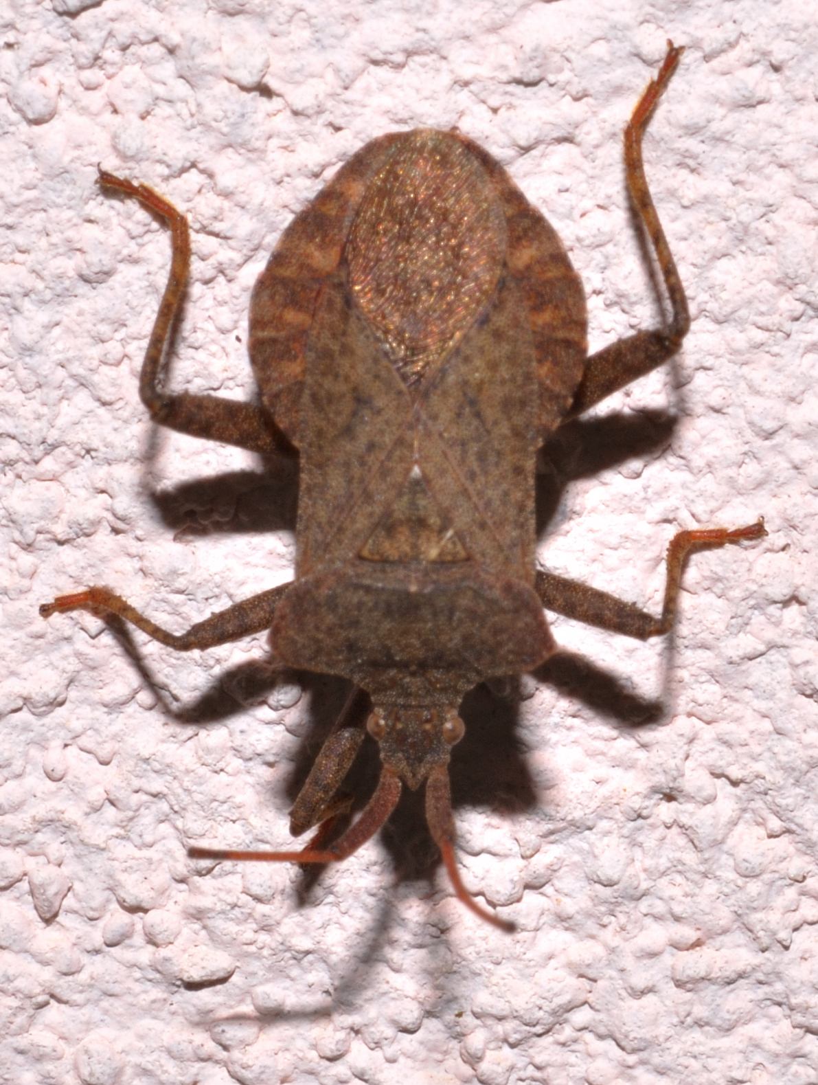 Coreidae: Coreus marginatus d''Abruzzo (AQ)